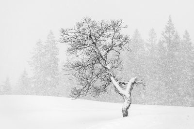 Bare tree on snow covered field