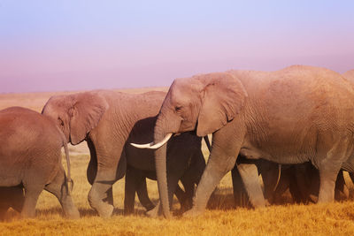 Elephants walking on field against sky