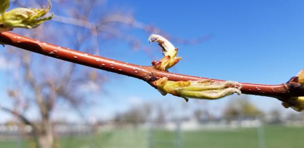 Close-up of hand holding leaf against blue sky