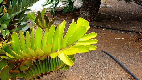 High angle view of succulent plant on field