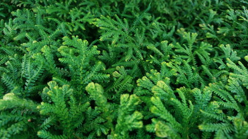 Full frame shot of fresh green leaves