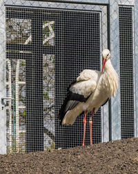 Close-up of bird perching