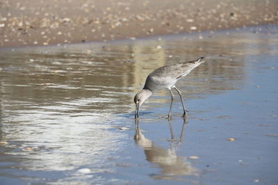 View of a bird drinking water