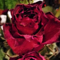 Close-up of red flower