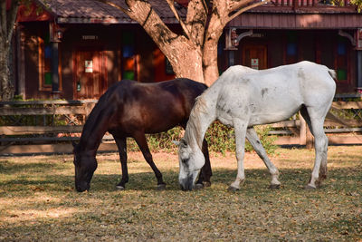 Horses standing in a field