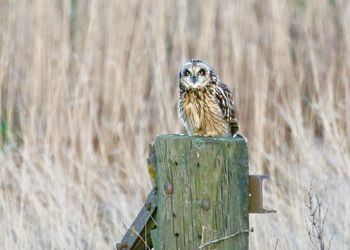 Close-up of bird perching on wooden post