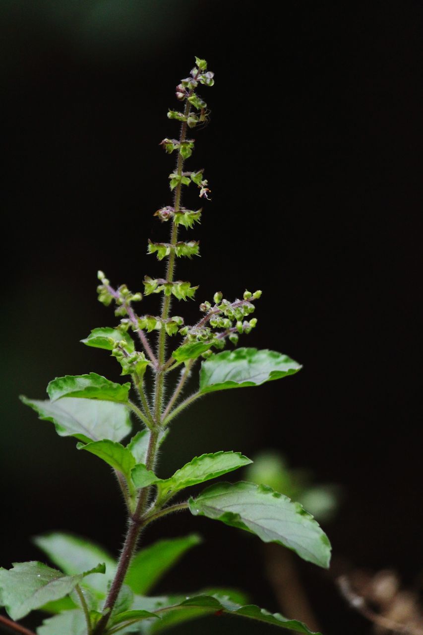 CLOSE-UP OF FRESH GREEN PLANT WITH RED FLOWER