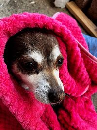 Close-up of a dog