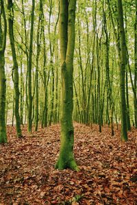 Trees growing in forest during autumn