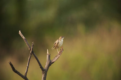 Close-up of bird perching on twig