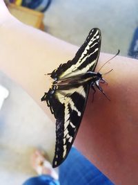 Close-up of butterfly on hand