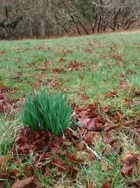 Close-up of fresh green plants in field