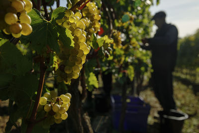 Close-up of grapes growing in vineyard