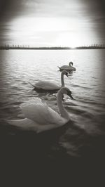 Swan swimming on lake against sky