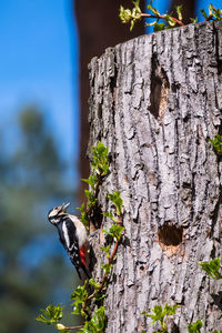 Close-up of bird perching on tree trunk