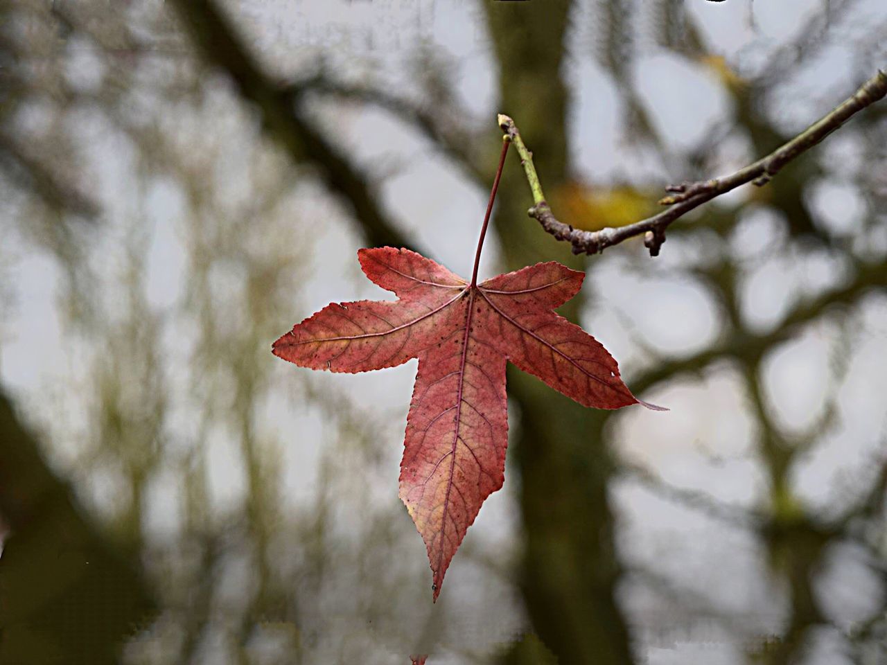 nature, leaf, autumn, maple leaf, change, close-up, outdoors, no people, plant, day, beauty in nature, tree, maple, maroon
