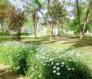 View of flowering plants and trees in park