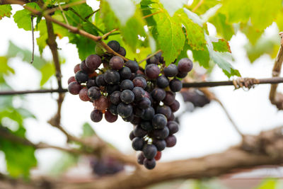 Close-up of grapes growing in vineyard