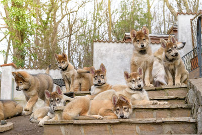 Portrait of lion sitting