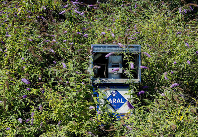 Information sign on road amidst plants