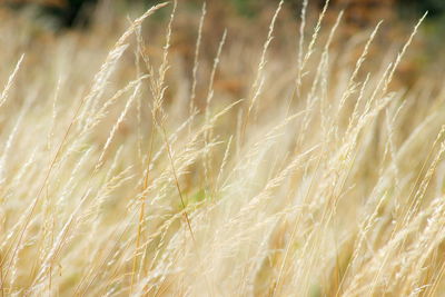 Close-up of wheat