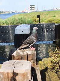 Bird perching on wooden post by pier against lake