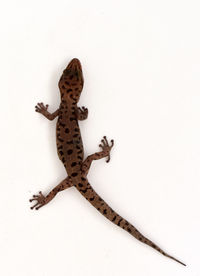 High angle view of lizard