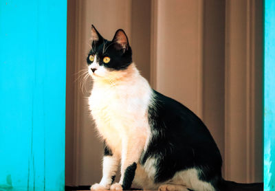 Close-up of cat looking at home