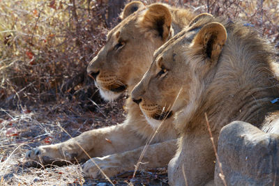 View of two cats on the ground