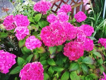 High angle view of pink flowering plants