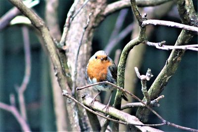 Close-up of bird perching on branch