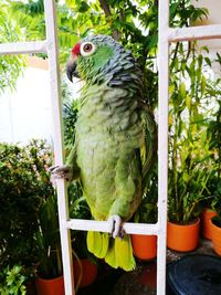 Bird perching on tree in cage