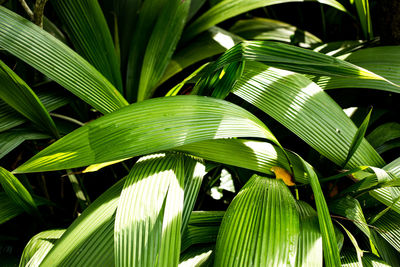 Full frame shot of green leaves