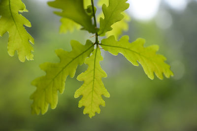 Close-up of leaves on plant