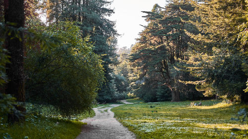 Dirt road amidst trees against sky