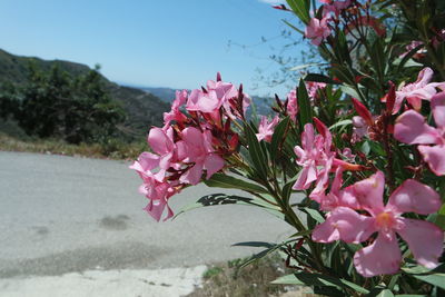 Close-up of pink flowers blooming outdoors