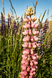 Close-up of pink flowering plants on field