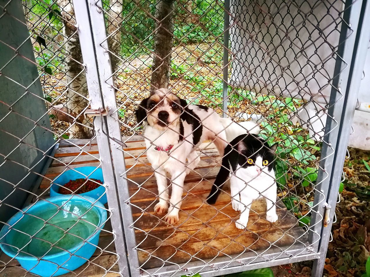 PORTRAIT OF DOG BY FENCE