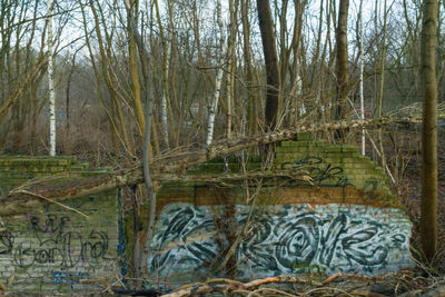 Bare trees in forest