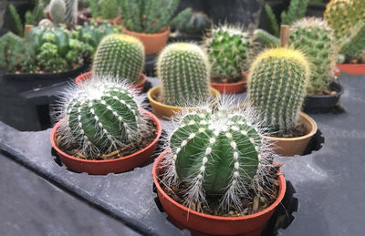 High angle view of succulent plant in garden