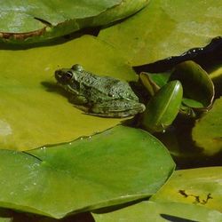 Close-up of frog in pond