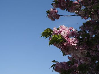 Low angle view of pink flower tree against clear sky