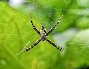 Close-up of spider on web