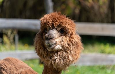 Close-up of an alpaca