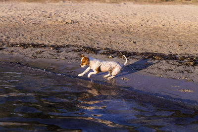 Flock of sheep in a water