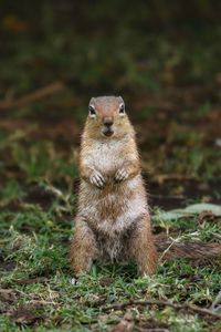 Portrait of an animal on field