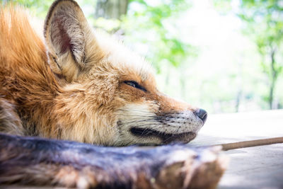 Close-up of a fox