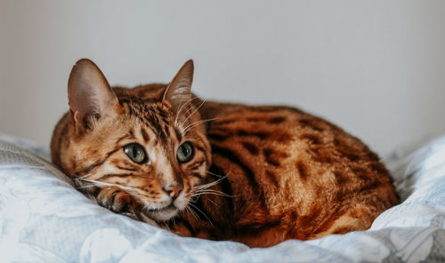 Close-up of a cat resting on bed