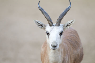 Portrait of deer