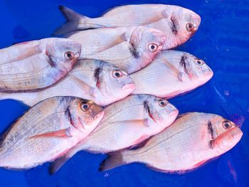 Close-up of fish for sale